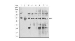UAP56 Antibody (3A2B2) - BSA Free, Novus Biologicals 0.1mg; Unlabeled:Antibodies,