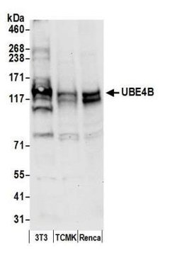 UBE4B Antibody, Novus Biologicals 0.1mL; Unlabeled:Antibodies, Polyclonal