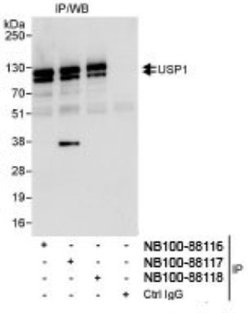 USP1 Antibody, Novus Biologicals 0.1mL; Unlabeled:Antibodies, Polyclonal
