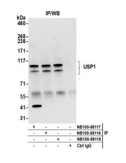 USP1 Antibody, Novus Biologicals 0.1mL; Unlabeled:Antibodies, Polyclonal