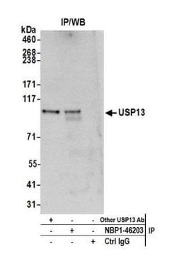 USP13 Antibody, Novus Biologicals 0.1mg; Unlabeled:Antibodies, Polyclonal