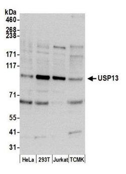 USP13 Antibody, Novus Biologicals 0.1mg; Unlabeled:Antibodies, Polyclonal