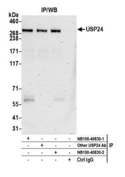 USP24 Antibody, Novus Biologicals 0.1mg; Unlabeled:Antibodies, Polyclonal