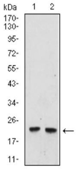 UbcH10/UBE2C Antibody (1F5D3) - BSA Free, Novus Biologicals 0.1mg; Unlabeled:Antibodies,