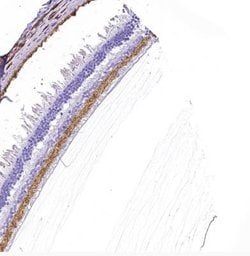 VIAAT/SLC32A1/VGAT Antibody, Novus Biologicals:Antibodies:Primary Antibodies