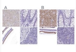 VIAAT/SLC32A1/VGAT Antibody, Novus Biologicals:Antibodies:Primary Antibodies