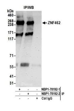 ZNF462 Antibody, Novus Biologicals 0.1mg; Unlabeled:Antibodies, Polyclonal