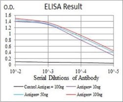 alpha Adducin Antibody (5D4H1) - BSA Free, Novus Biologicals:Antibodies:Primary