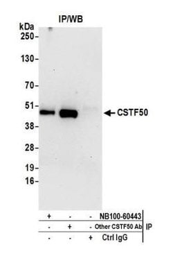 cleavage stimulation factor Antibody, Novus Biologicals 100 &mu;L | Buy Online | Novus Biologicals | Fisher Scientific
