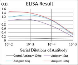 p130 Antibody (2C8A8) - BSA Free, Novus Biologicals:Antibodies:Primary