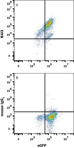 Human BAI3 Antibody, R D Systems 100ug; Unlabeled:Antibodies, Monoclonal
