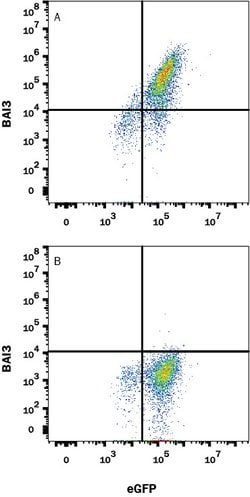 Human BAI3 Antibody, R D Systems 25&mu;g; Unlabeled:Antibodies, Monoclonal
