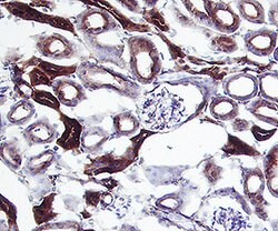 Mouse CD9 Antibody, R D Systems:Antibodies:Primary Antibodies