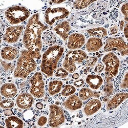Human/Rat EGLN1/PHD2 Antibody, R D Systems EGLN1/PHD2 Antibody; Unconjugated;