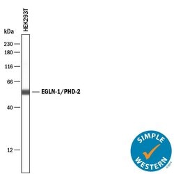 Human/Rat EGLN1/PHD2 Antibody, R D Systems EGLN1/PHD2 Antibody; Unconjugated;