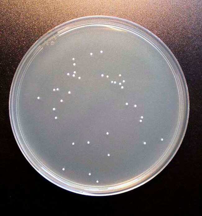 Scharlab Plate Count Agar (PCA) Plate Count Agar; Form Solid