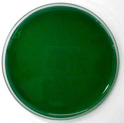Scharlab SIMMONS CITRATE AGAR 500G, Quantity: 500g