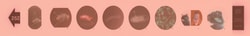 Supertek™ Microslide™ The Drosophila