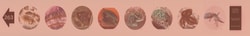 Supertek™ Microslide™ The Mollusks