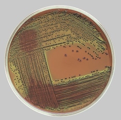Thermo Fisher Scientific&trade;&nbsp;Oxoid&trade; Eosin Methylene Blue Agar (modificeret) Levine