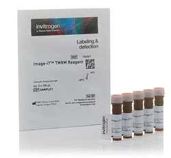 Invitrogen™ Image-iT™ TMRM-Reagenz (mitochondriale Membranpotentialanzeige)