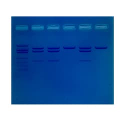 EDVOTEK&trade;&nbsp;The Great Mum Mix Up