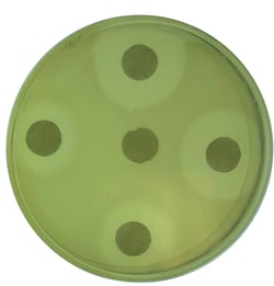 Edvotek™ How Clean is Clean? Testing the Effectiveness of Antibacterial Cleaners Kit