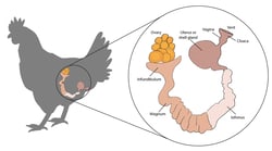 EDVOTEK&trade;&nbsp;ChickCheck: The Genetics Behind Blue Chicken Eggs