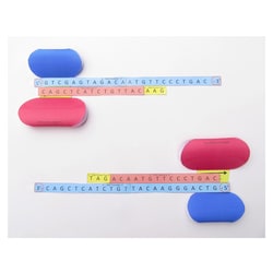EDVOTEK™ Origami Organelles Polymerase Chain Reaction (PCR) Model