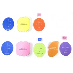 EDVOTEK™ Origami Organelles Fermentation Model