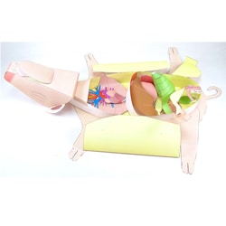 EDVOTEK Origami Organelles Fetal Pig Dissection Model Fetal Pig Dissection