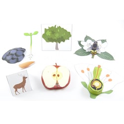 EDVOTEK™ Origami Organelles Plant Life Cycle Model