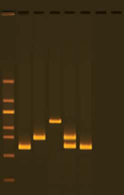 Edvotek Water Quality Testing III: Multiplexed PCR for Testing Water Bacteria