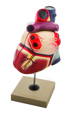 Eisco™ Human Heart Model, 2 Parts