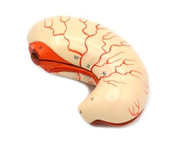 Eisco&trade;&nbsp;Life Sized Human Stomach Model, 2 Parts