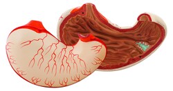Eisco&trade;&nbsp;Life Sized Human Stomach Model, 2 Parts