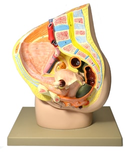 Eisco Female Pelvis Model, 2 Parts 33 x 23 x 38 cm | Buy Online | Eisco&trade; | Fisher Scientific