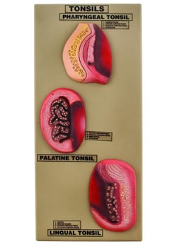 Eisco&trade;&nbsp;Premium Tonsils Model