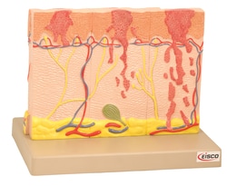 Eisco™ Model Human Skin, 4 Times Enlarged