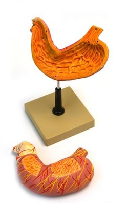 Eisco Life-Size Human Stomach Model L x W x H: 7 x 3 x 6 in. | Buy Online | Eisco&trade; | Fisher Scientific