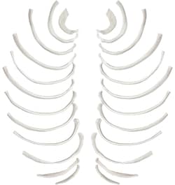 Eisco™ Disarticulated Human Rib Bones