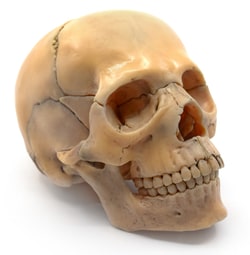 Eisco Didactic Human Mini Skull Natural | Buy Online | Eisco&trade; | Fisher Scientific