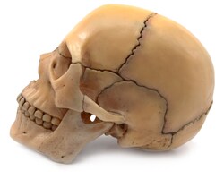 Eisco Didactic Human Mini Skull Natural | Buy Online | Eisco&trade; | Fisher Scientific