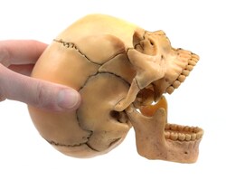 Eisco Didactic Human Mini Skull Natural | Buy Online | Eisco&trade; | Fisher Scientific