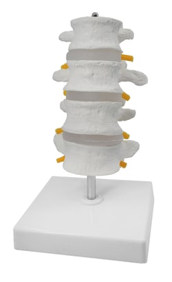 Eisco™ Human Lumbar Vertebrae Model