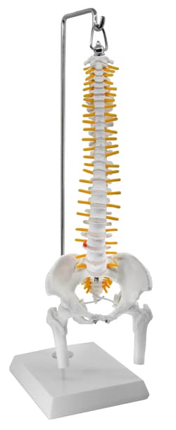 Eisco™ Hanging Human Spinal Column Model