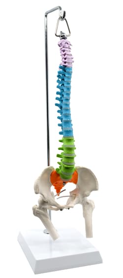 Eisco™ Hanging Didactic Colored Human Spinal Model