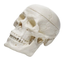 Eisco™ Miniature Human Skull Model, 2.5 in.