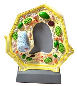 Eisco™ Plant Cell Model