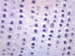 Eisco™ Prepared Microscope Slide - Onion Mitosis, Logitudinal Section